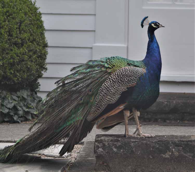 peacock